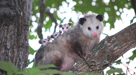 opossum nedir